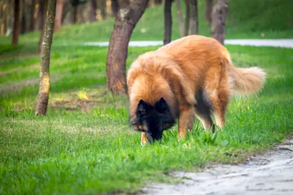 Vooraanzicht van een Serra da Estrela-hond die wat gras eet in het groene bospark