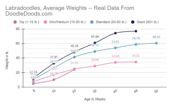 Tableau des poids moyens des Labradoodles