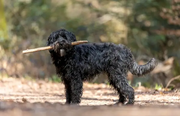 Un jeune chien labradoodle noir récupère un bâton. Promener le chien dans une forêt aux couleurs d'automne et aux feuilles au sol