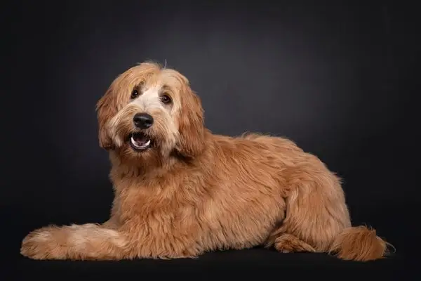 Quelle est la taille d’un Labradoodle ? Avec courbe de croissance