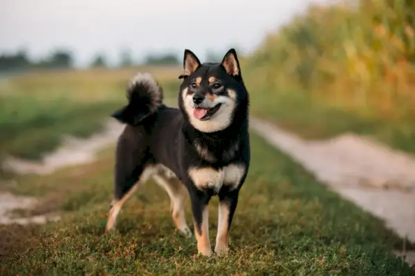 čierno-pálením shiba inu pes stojaci vonku