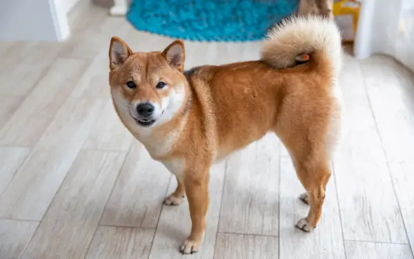 pes shiba inu v miestnosti