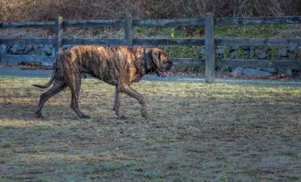 מסטיף ברינדל הולך לאורך גדר עץ בחוץ