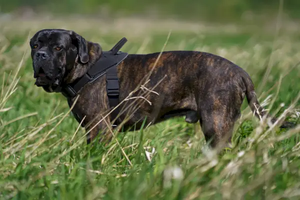 Cane Corso ברינדל עומד על שדה דשא בחוץ כשהוא לובש רתמה
