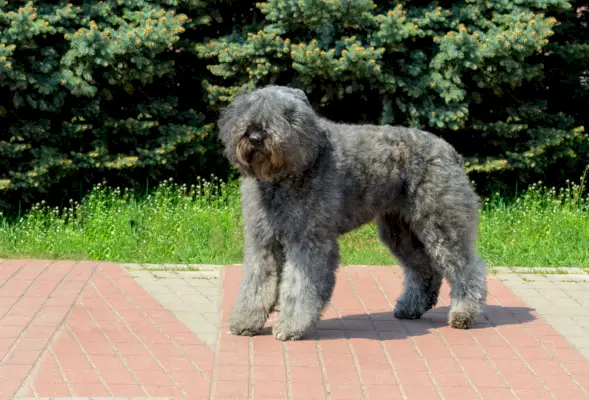 ברינדל Bouvier des Flandres עומד על מדרכה בחוץ