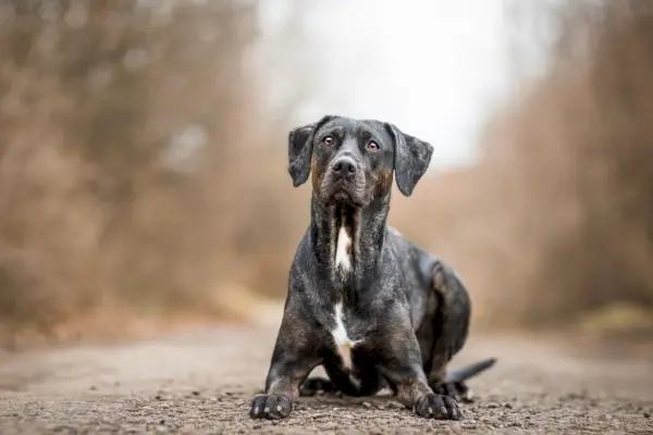 קטהולה שוכבת על שביל בחוץ