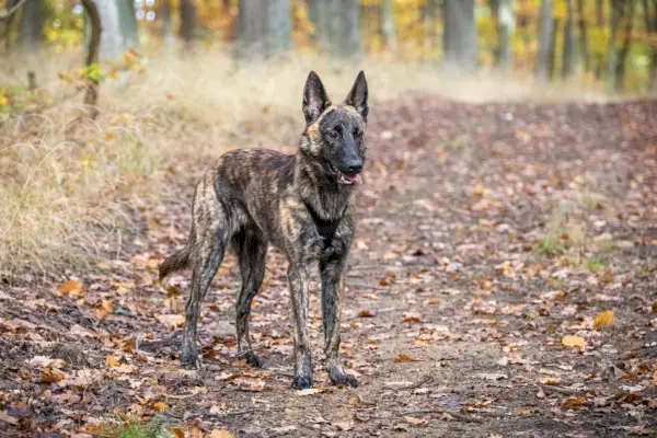 רועה הולנדי ברינדל עומד בחוץ