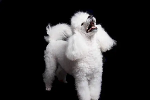 Студийный снимок белого мини-пуделя на черном фоне