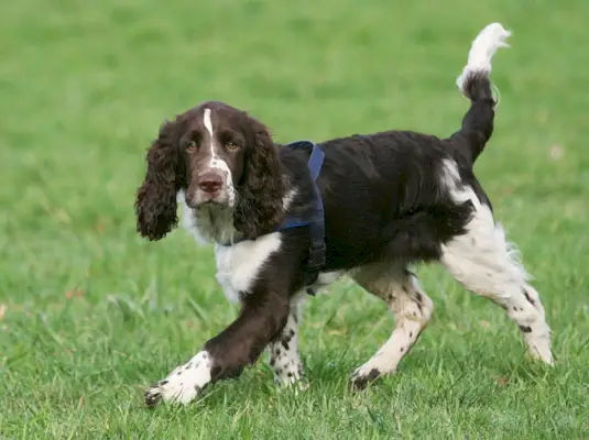 Angļu springerspaniels staigā pa zāli