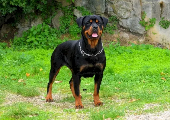rottweiler-de pie_Ricantimages_Shutterstock