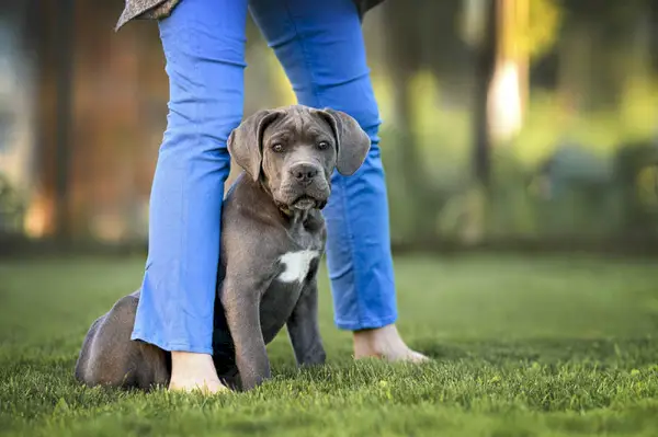 cane corso kiskutya ül a tulajdonos lábai között a szabadban