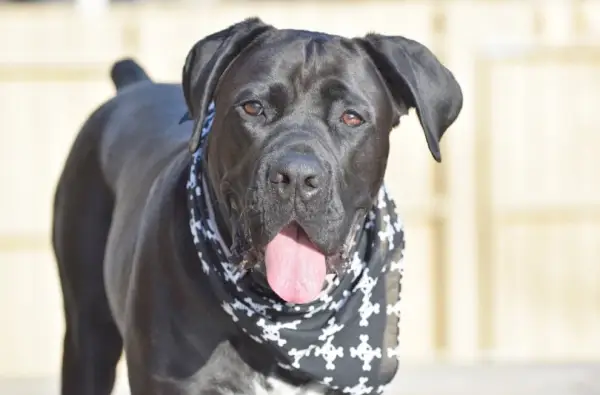 Cane corso pózol a kamerának