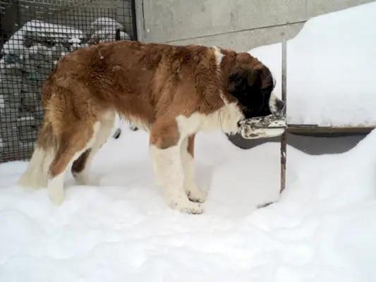 duże psy jedzą św. Bernard