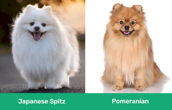 Spitz japonès vs Pomeranian costat a costat