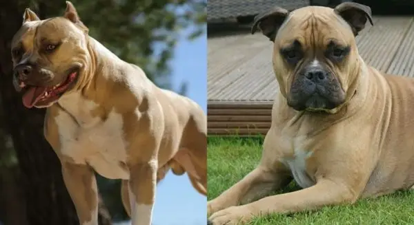 Vodnik po pasmah Olde Pit Bulldogge: informacije, slike, nega in več!