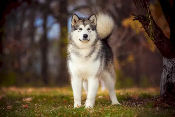 Malamute dell'Alaska