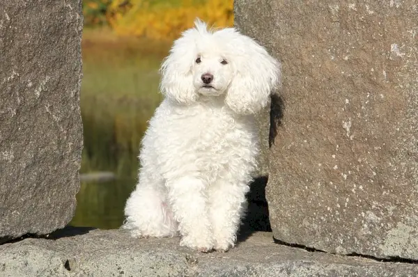 biały pudel siedzi na skale