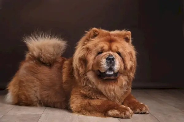 chow chow na tle retro starodawny