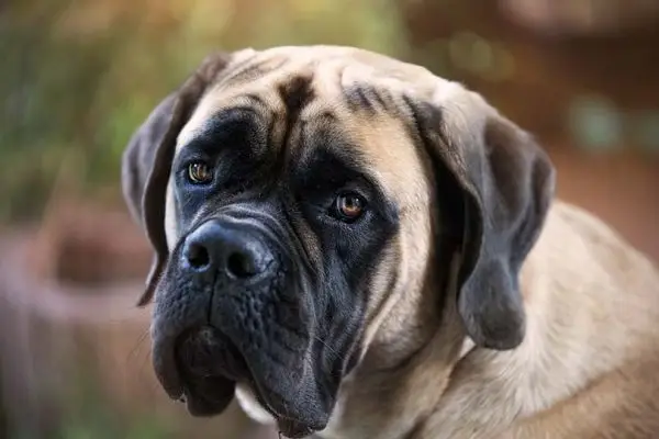 Mastiff englezesc