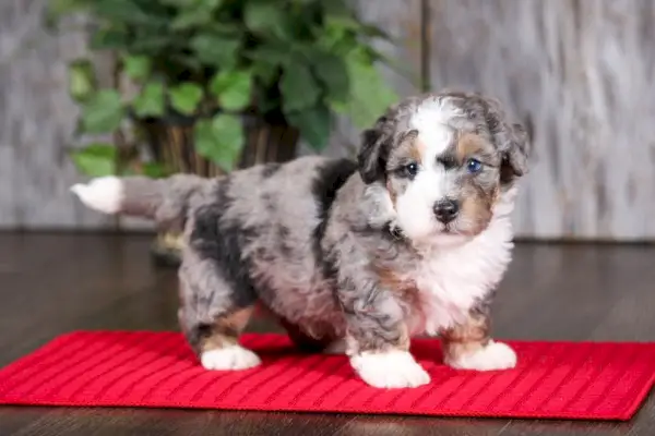 Blue Merle F2 Mini Bernedoodle-valp tittar på kameran