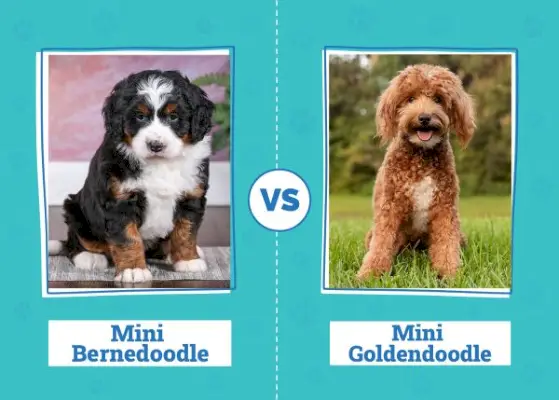 Mini Bernedoodle vs. Mini Goldendoodle: The Differences (med bilder)