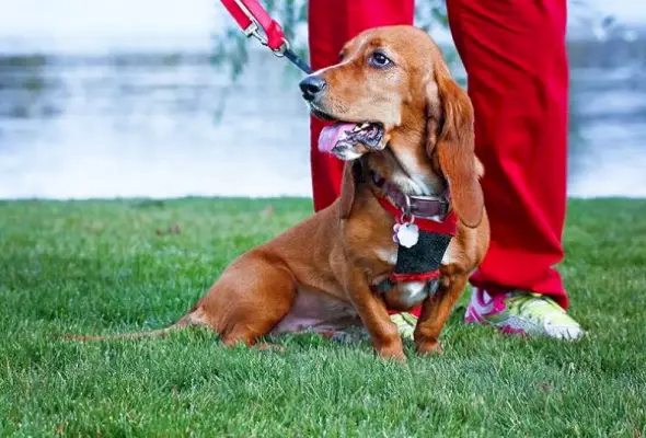 glad miniatyr basset hound flåsande med tungan ut