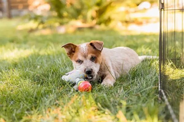 кученце с червен ток, което си играе с играчки на открито