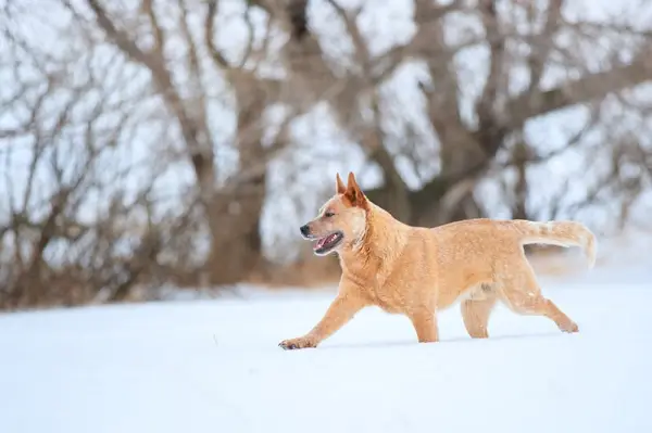 Куче Red Heeler, разхождащо се в снега