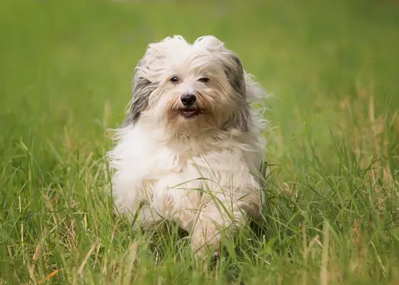 boldog havanese kutya