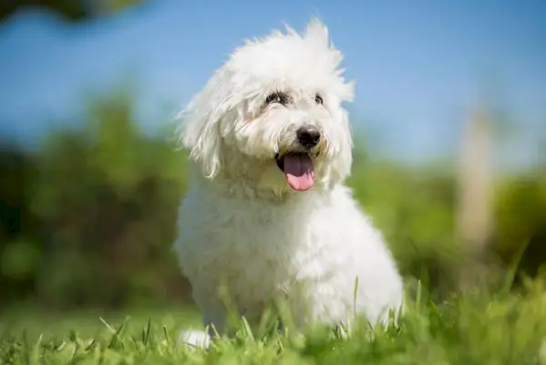 coton de tulear kutya ül a szabadban