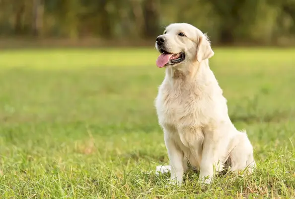 Golden Retriever i en park_SasaStock_Shutterstock