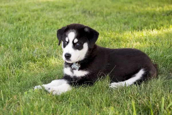 Huskador_Anastasia Musikhina_Shutterstock