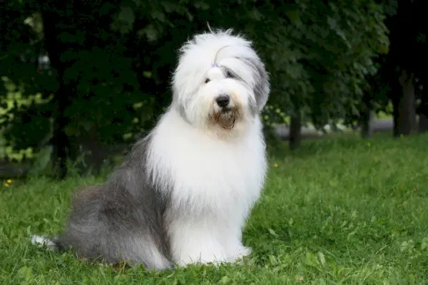 old english sheepdog_Svetlana Valoueva, Shutterstock