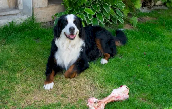 Berner-bergshund-på-gräset-med-ben-