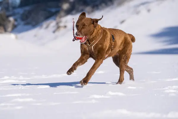 kvinnlig Chesapeake Bay Retriever spelar i snön