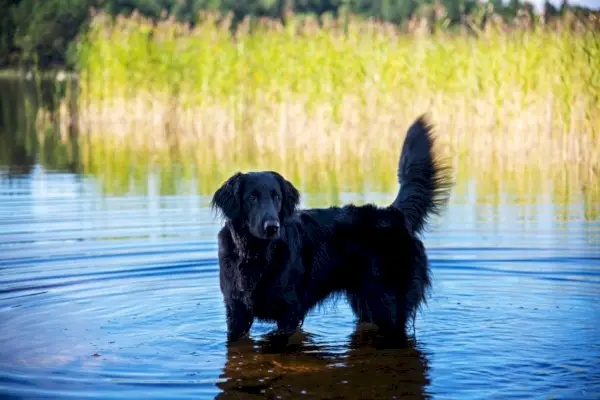Flat-Coated Retrieve