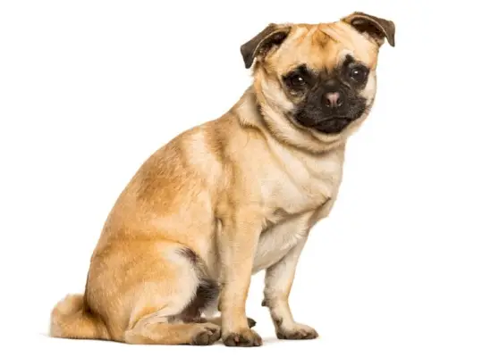 Chug pies w białym tle