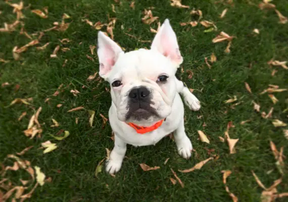 Mieszaniec buldoga francuskiego i mopsa patrząc w górę