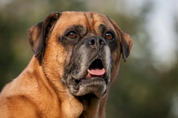 Mieszanka starszego boksera mopsa