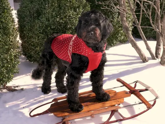 Portugalin vesikoirat