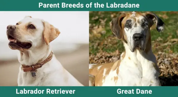 Starševske_pasme_Labradane