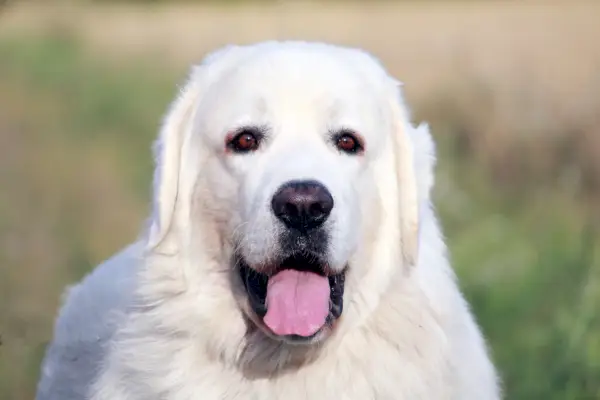lindo macho da raça polonês Tatra Shepherd Dog com um campo logo após a colheita ao fundo