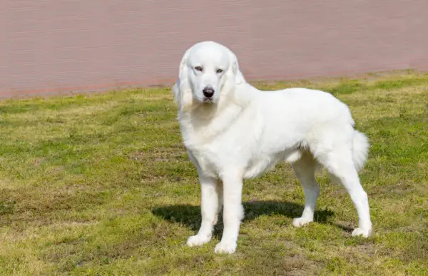 O cão pastor polonês de Tatra olha de lado