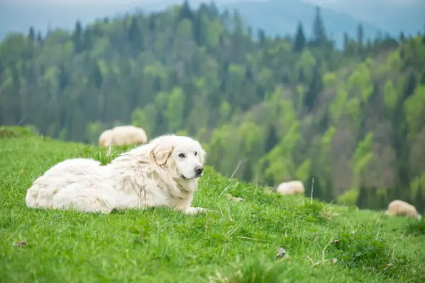 Cão pastor guarda rebanho nas montanhas polonesas de Tatra