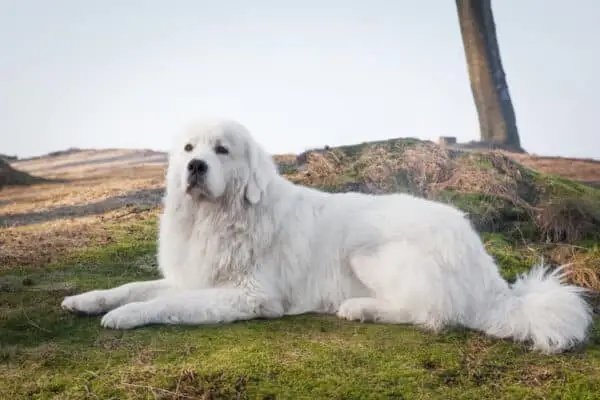 Cão pastor polonês Tatra
