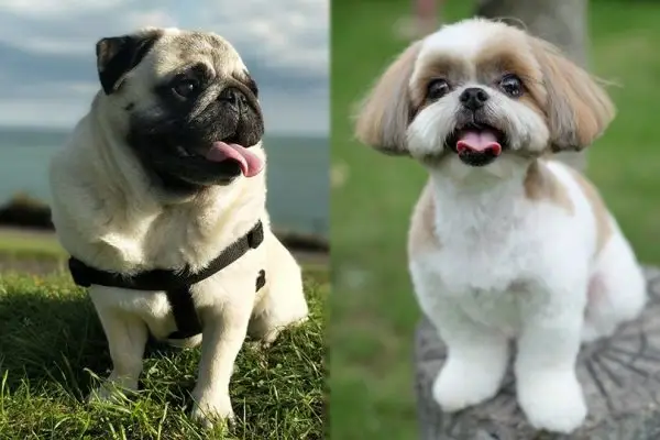 Rasa psów Pug-Zu (mieszanka mopsów i shih tzu): informacje, zdjęcia, opieka i wiele więcej!
