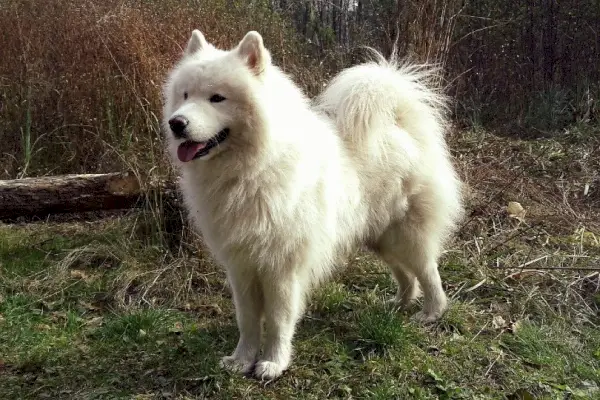 samojedas