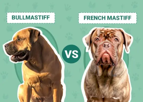 Bullmastiff vs French Mastiff: Visuelle forskelle og oversigt (med billeder)