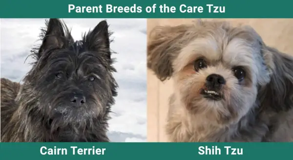 親品種ケアツー