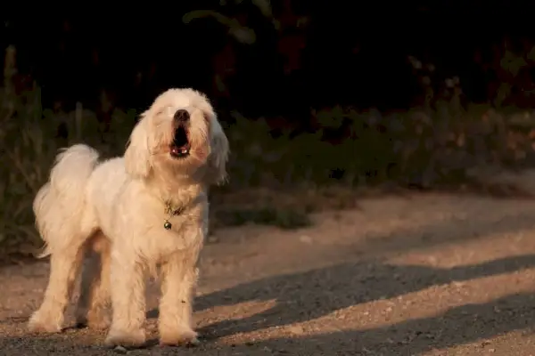 gos maltès bordant a la posta de sol